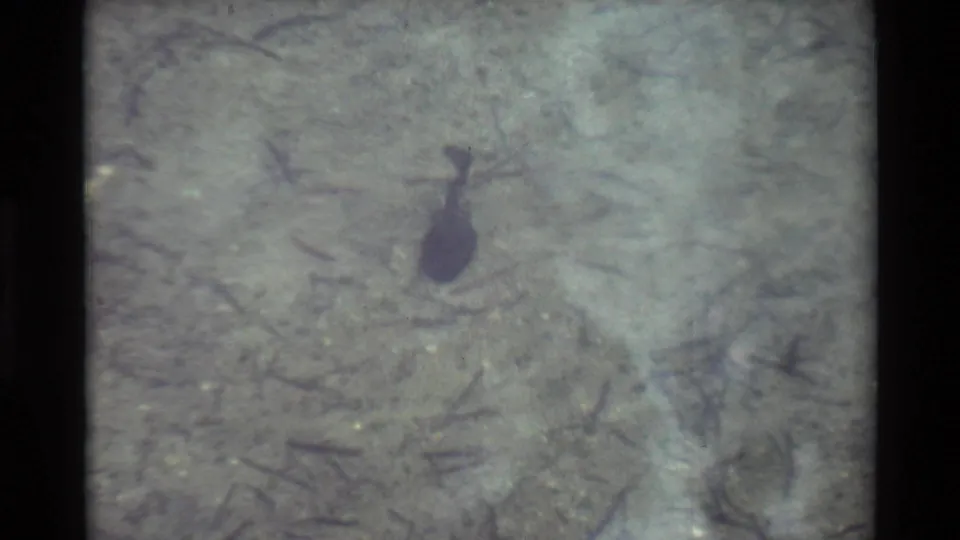 Close-up 8mm frame of a dark tadpole in shallow pond water over a pale, silty bottom with small debris.