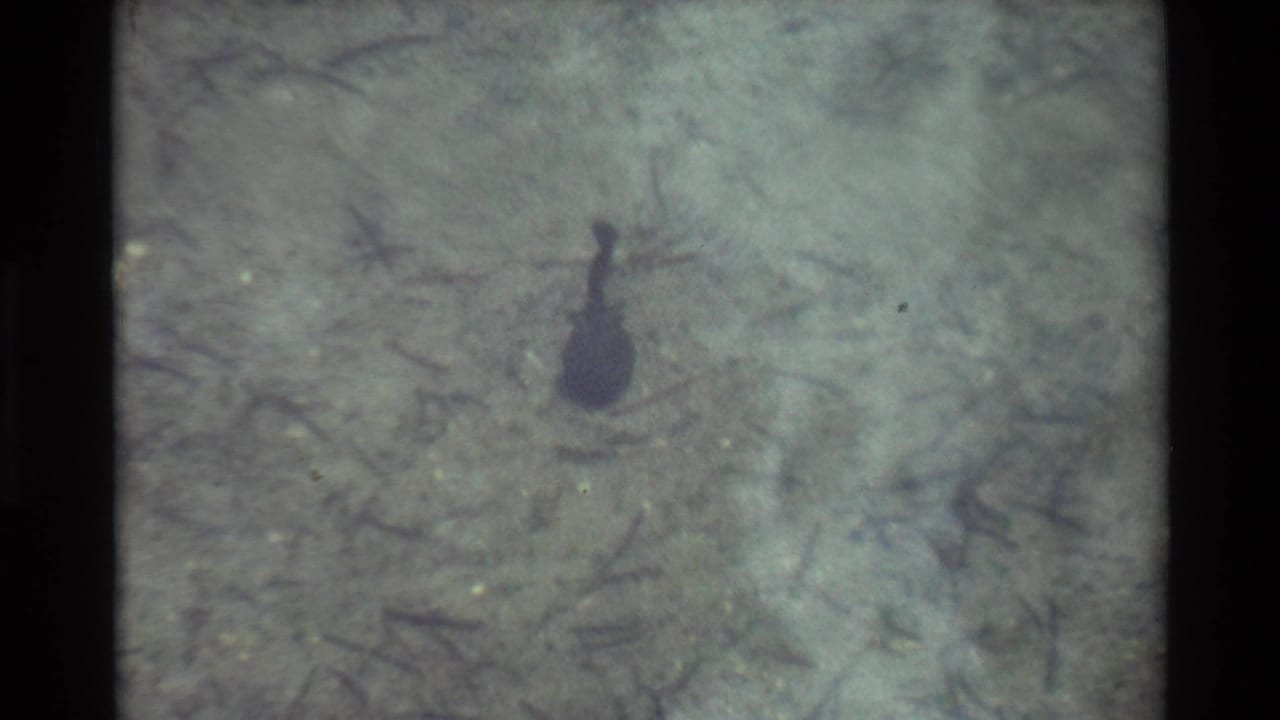1981 8mm frame of a dark tadpole seen from above in shallow green-gray water, with soft focus and visible film texture.