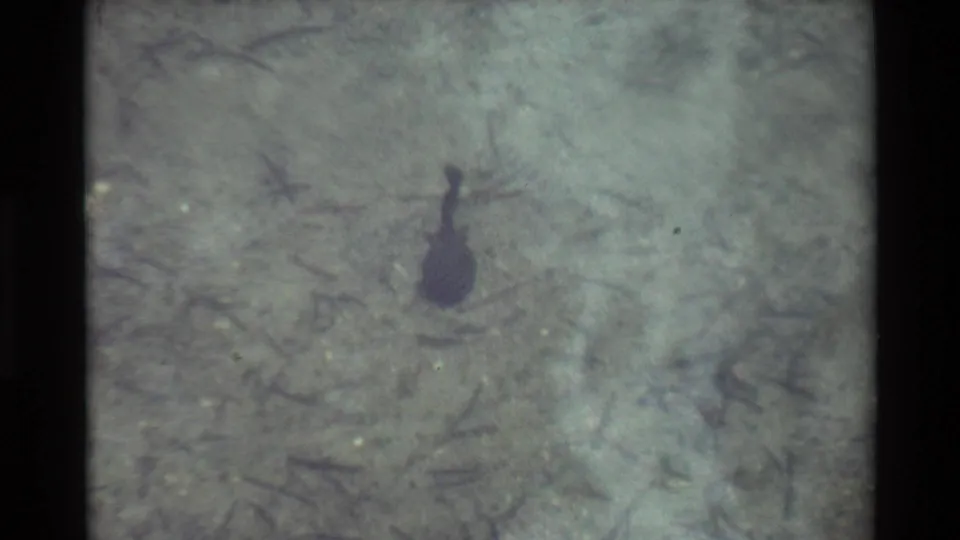 1981 8mm frame of a dark tadpole seen from above in shallow green-gray water, with soft focus and visible film texture.