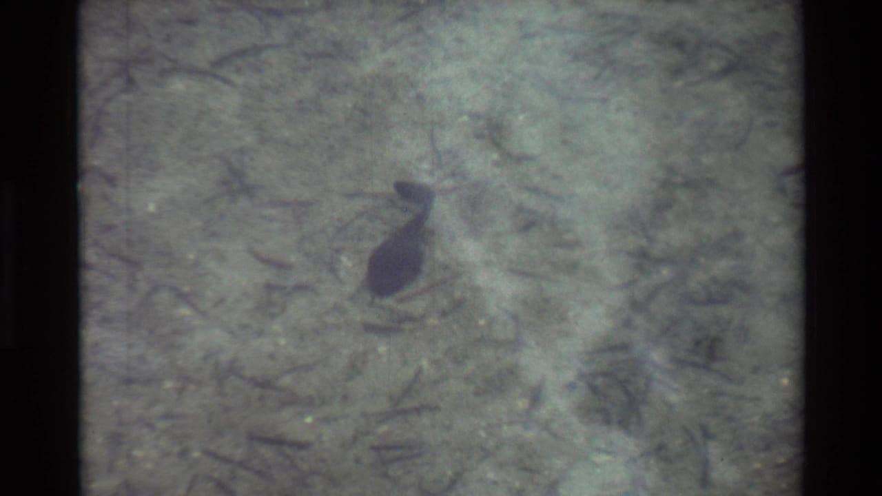 1981 8mm frame showing a tadpole near the upper center of shallow clear water, surrounded by muted debris and film scratches.