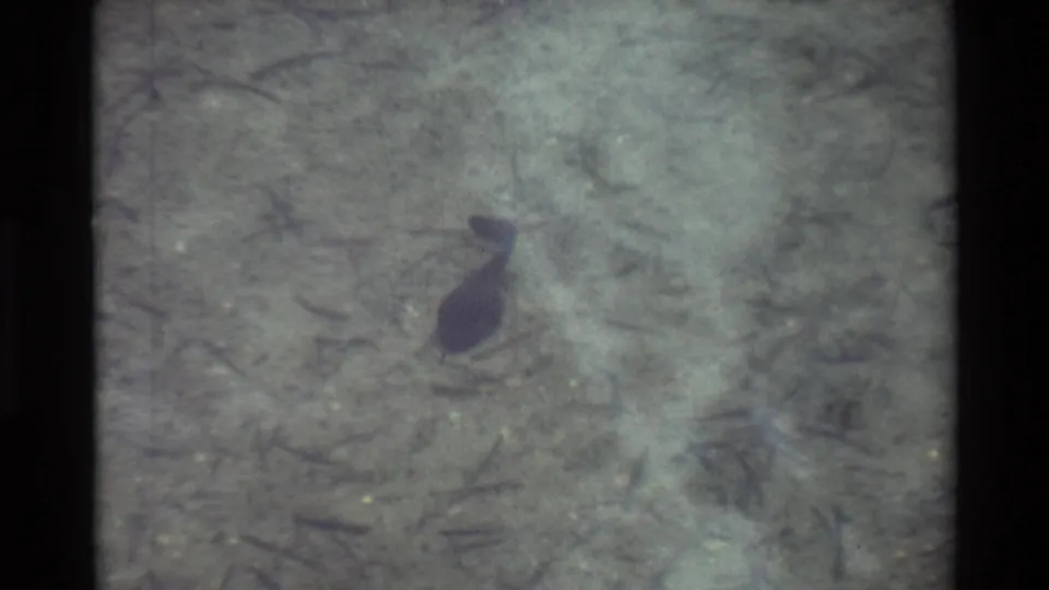 1981 8mm frame showing a tadpole near the upper center of shallow clear water, surrounded by muted debris and film scratches.