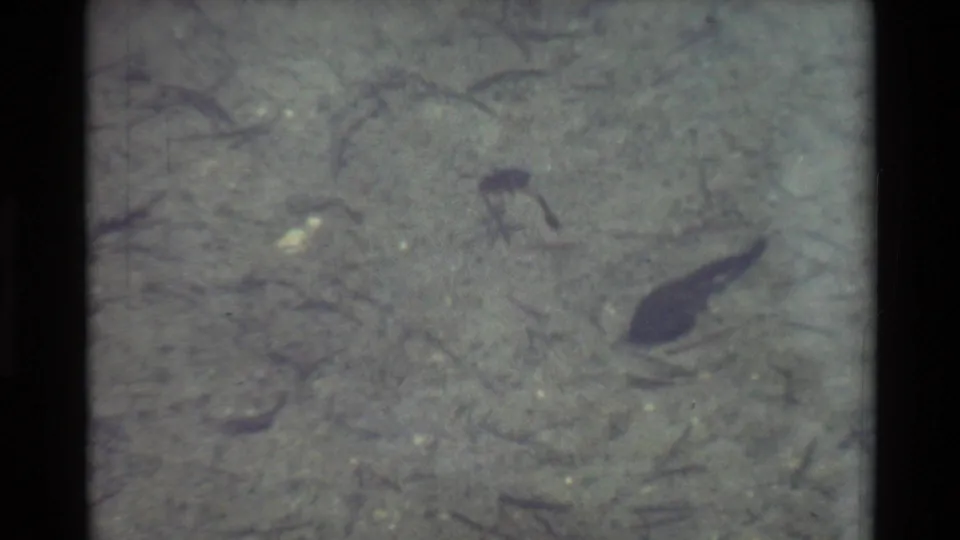 1981 8mm frame with a tadpole low in the shot and smaller dark aquatic shapes visible through green-gray shallow water.