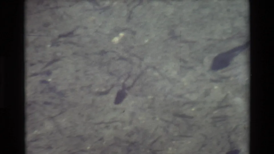 1981 8mm frame showing multiple dark tadpole-like shapes in shallow water, with visible grain, scratches, and muted color.