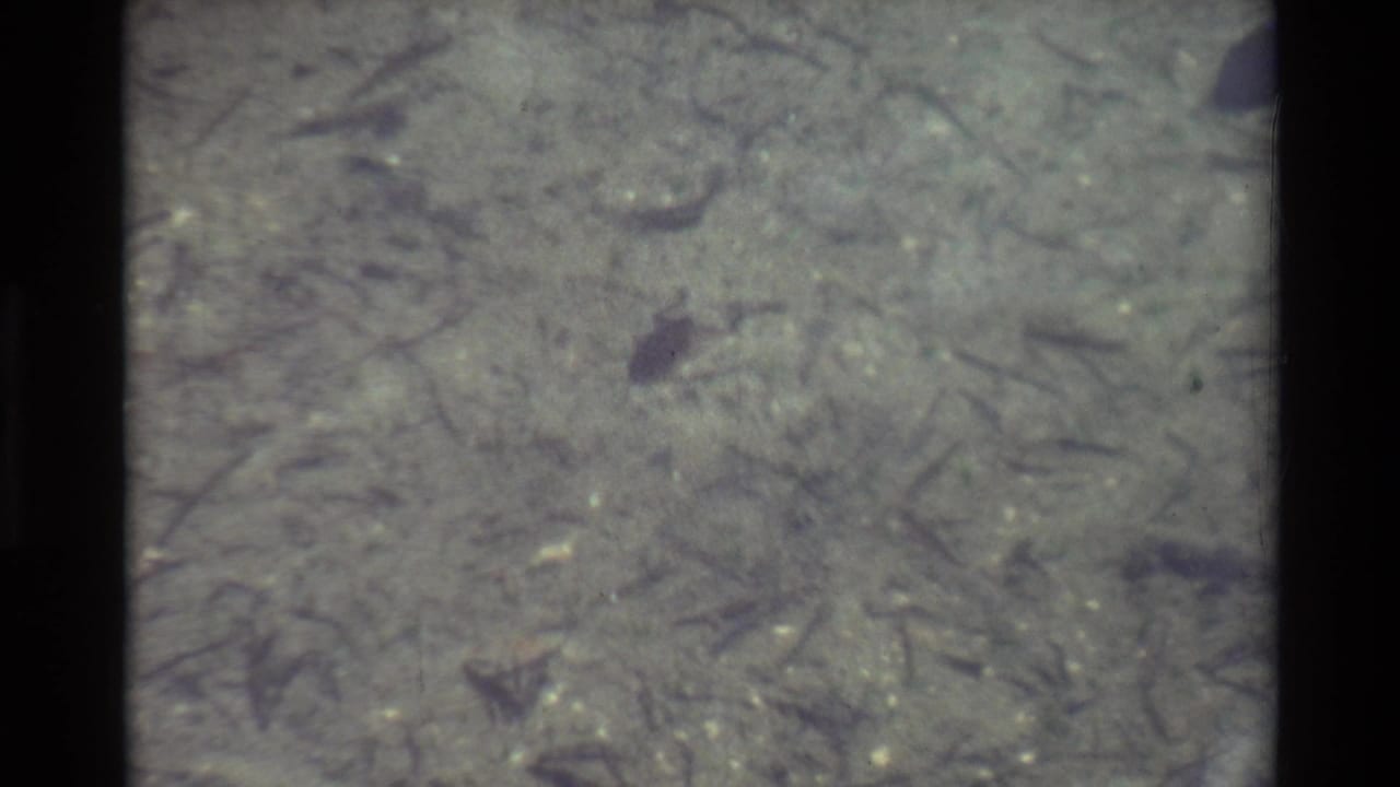 Metadata-supported 1981 8mm frame showing a small frog in shallow clear water, with plant fragments and soft film grain visible.