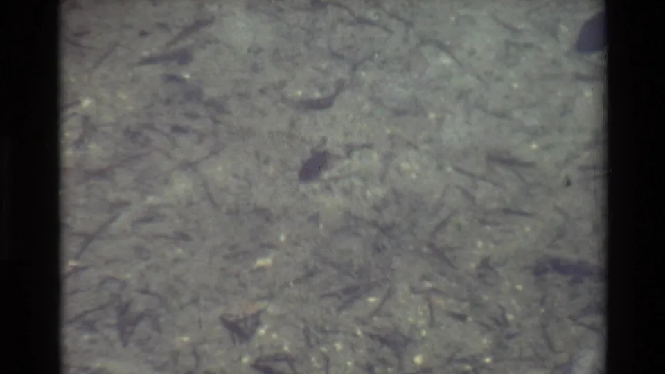 Metadata-supported 1981 8mm frame showing a small frog in shallow clear water, with plant fragments and soft film grain visible.