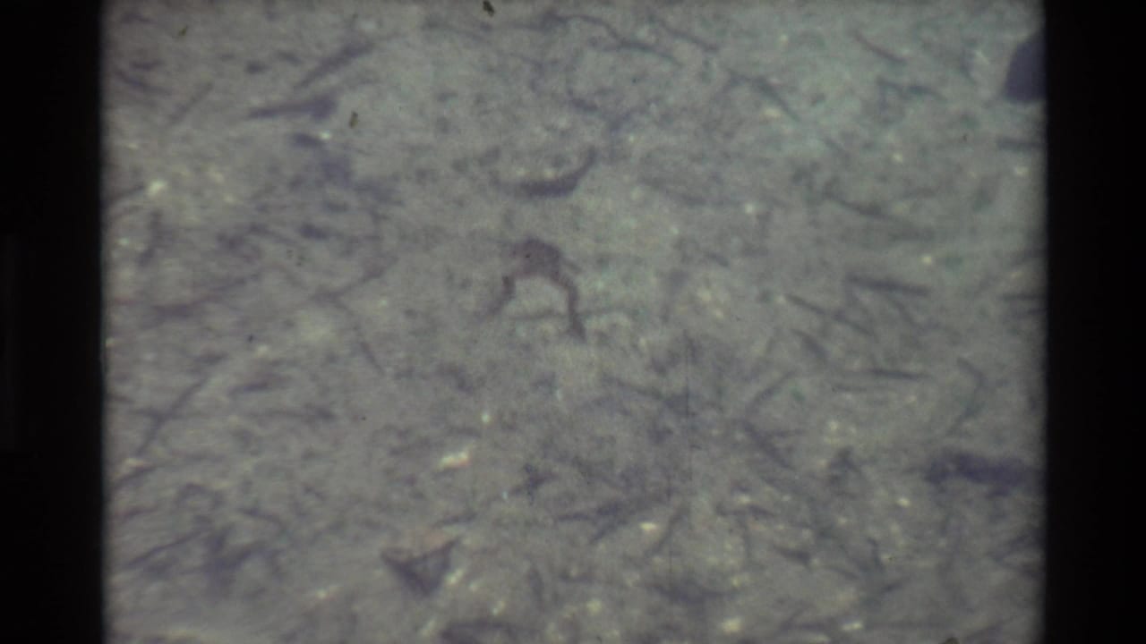Frog near the center of shallow water with scattered plant matter visible below.