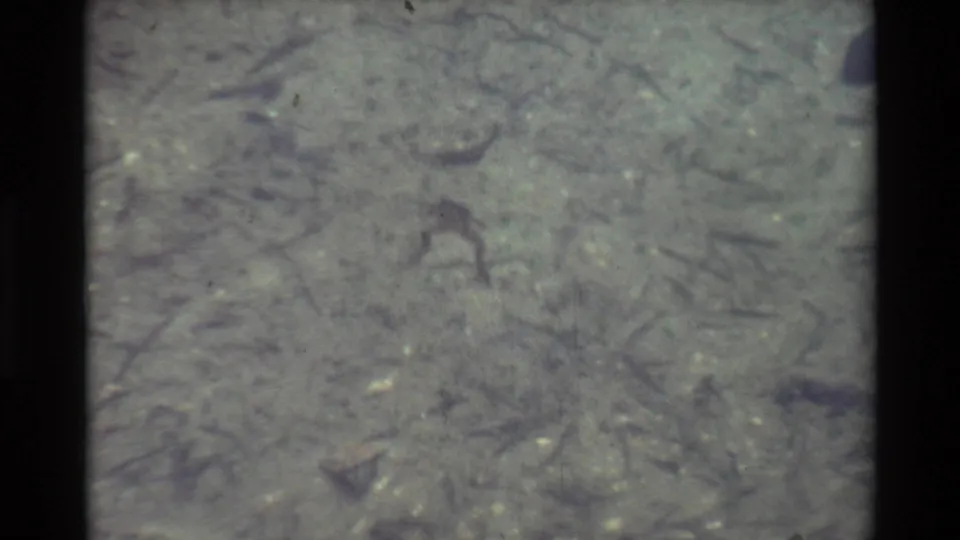 The frog appears in clear shallow water against a muted bottom of silt and plant fragments, consistent with the listed 1981 8mm source.