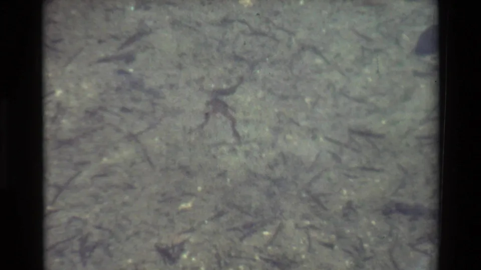A soft 8mm frame shows the frog in shallow water, partly blending with the silted bottom and submerged plant material.