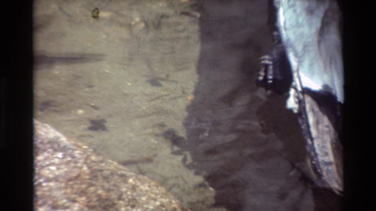 Tadpoles appear as dark shapes in clear pond water, with a large shadowed film edge crossing the 8mm frame.