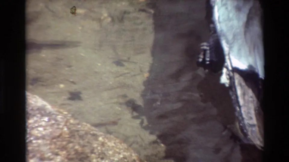 Tadpoles appear as dark shapes in clear pond water, with a large shadowed film edge crossing the 8mm frame.