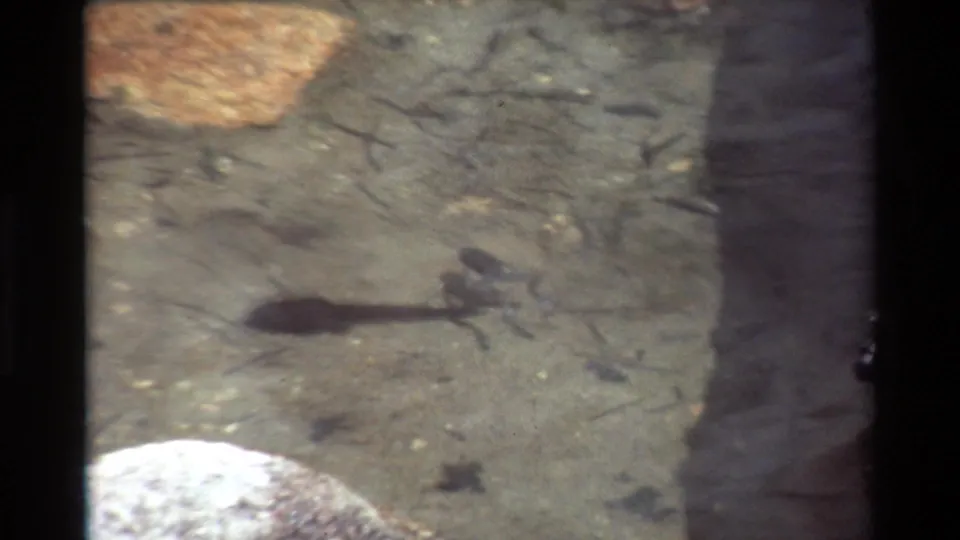 Close 8mm view of tadpoles in shallow clear water over stones, with a pale rock entering the lower edge of frame.