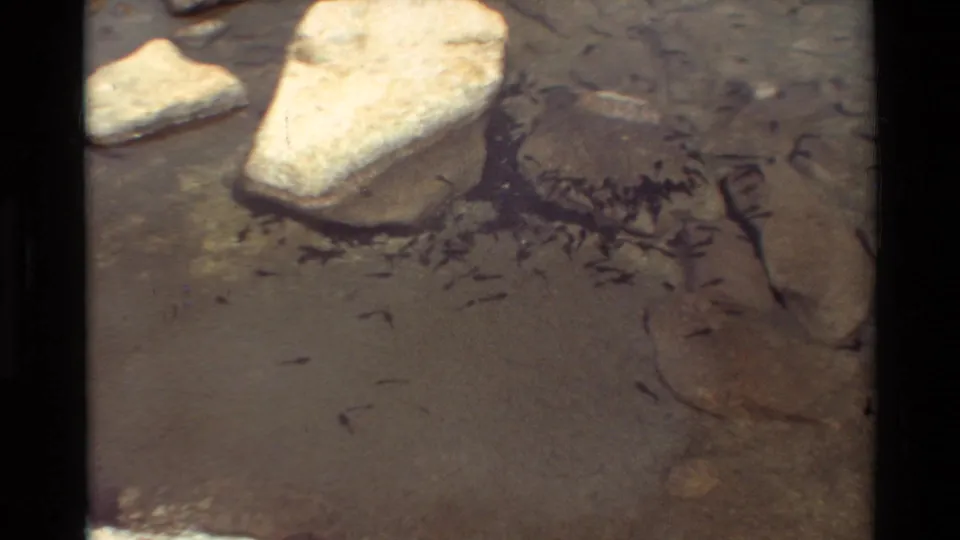 8mm close-up of small fish moving through shallow water around stones and a pale rock near the shoreline.