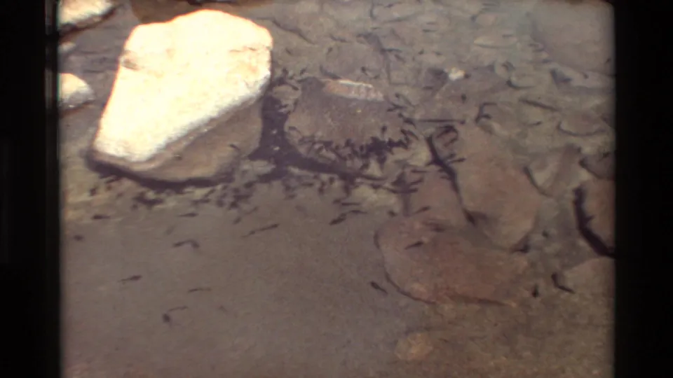 Close 8mm frame of fish in clear shallow shoreline water, with stones, dark plant matter, and a pale rock visible.