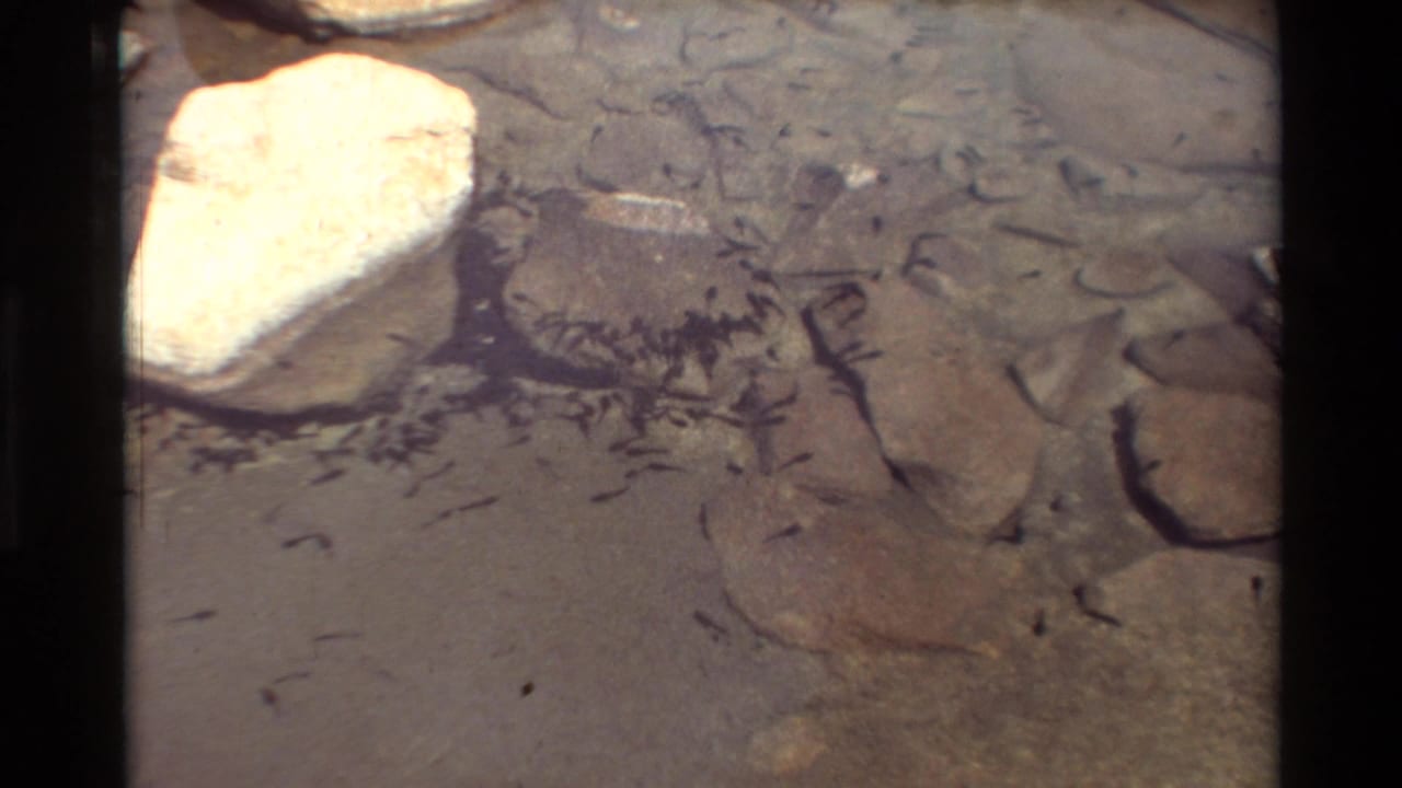 1981 8mm frame of tadpoles in clear shallow water, with rocks and sediment visible beneath the surface.