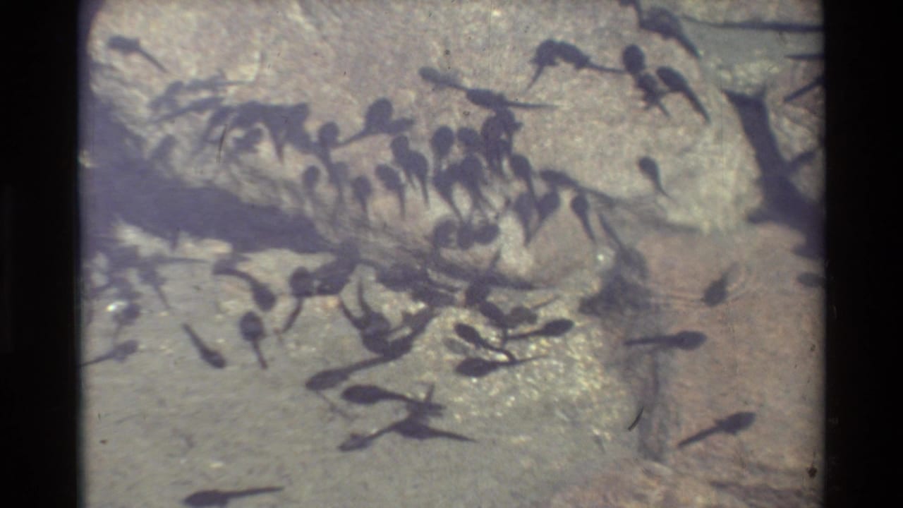 Cluster of tadpoles swimming near submerged rocks in shallow water.
