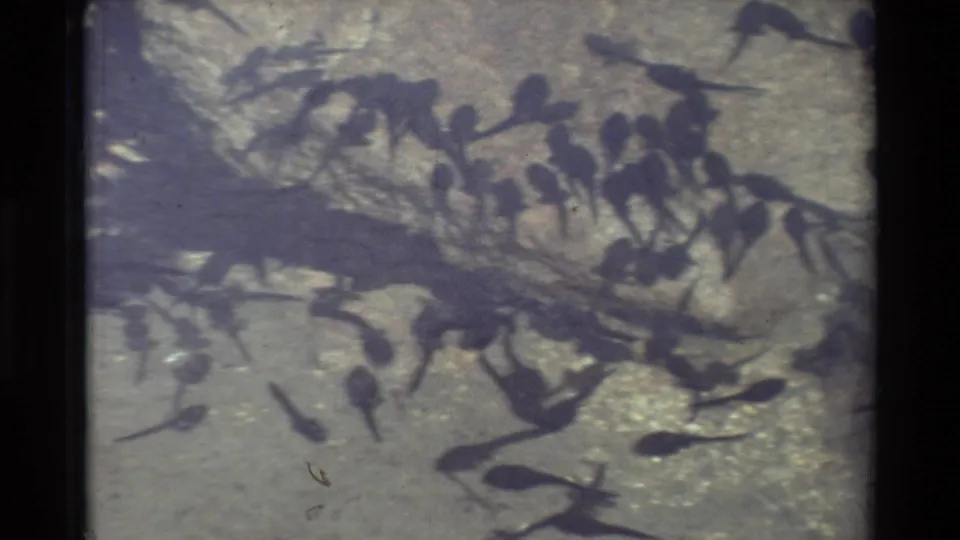 1981 home-movie frame showing many tadpoles moving through shallow water over a rocky, sandy bottom.