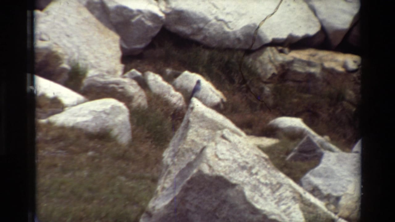Small dark blue bird perched on pale rocky terrain in 1981 8mm outdoor footage identified as British Columbia.