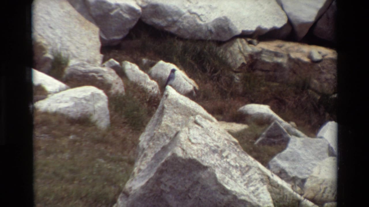 Bird remains perched near pale boulders with dry grass behind it.