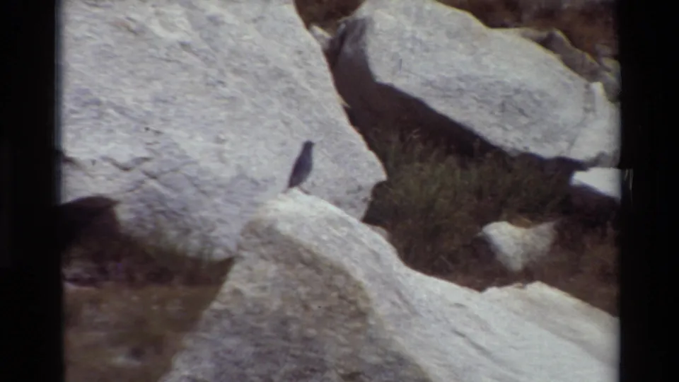 A small bird appears on a bright rock surface, framed by larger pale boulders in 8mm footage.