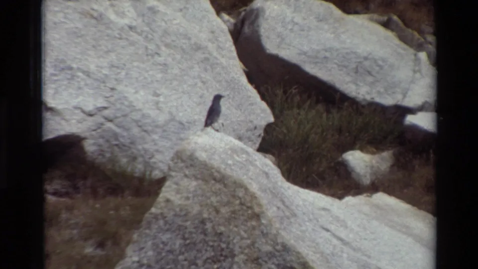 The bird remains visible against pale rock and dry grass near the end of the brief 8mm nature clip.