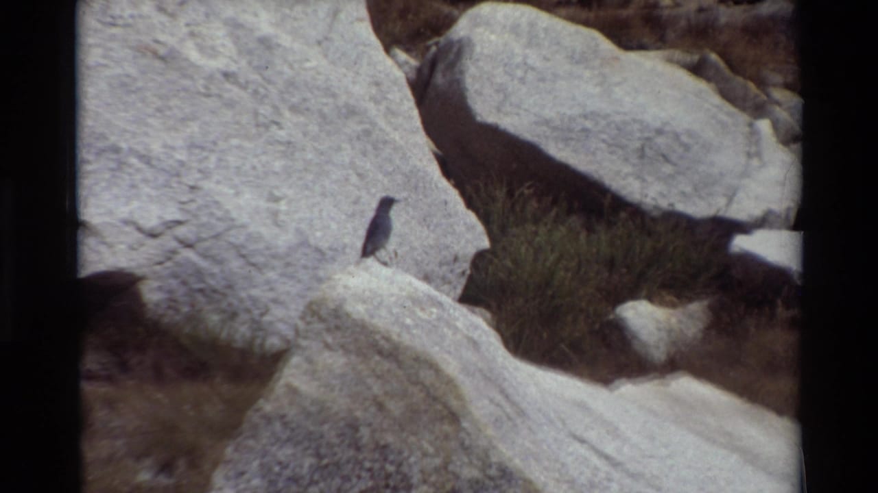 Small grey bird rests on a pale boulder in a rocky outdoor setting from 1981 8mm home-movie footage.