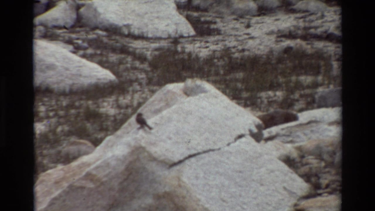 Small bird on a sloped boulder with rocky ground behind it.