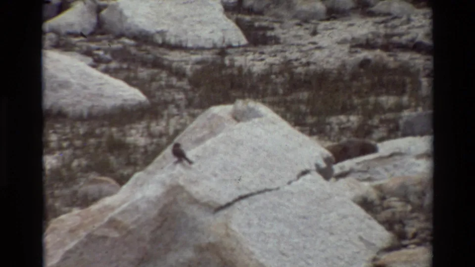 A small bird stands on a pale sloping boulder with rough rocks and sparse vegetation behind it.