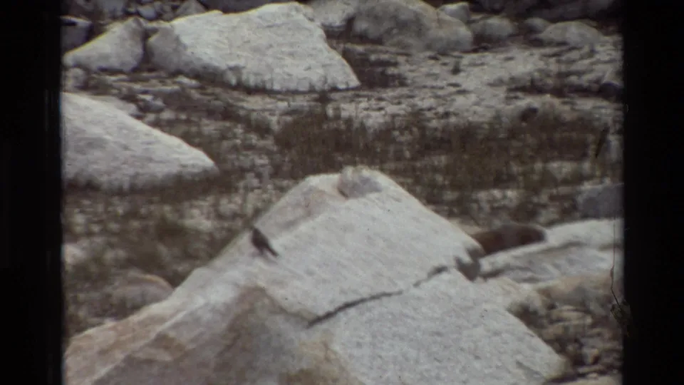 The bird is still visible on a pale rock surface, surrounded by boulders and muted 8mm film texture.