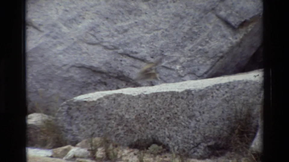 A chipmunk appears near the lower rock ledge as pale boulders fill the frame in the 1981 home-movie scene.