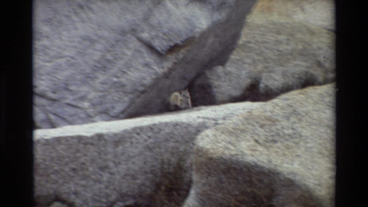 1981 8mm frame of a small chipmunk near a crevice among pale granite rocks in the supplied British Columbia location.