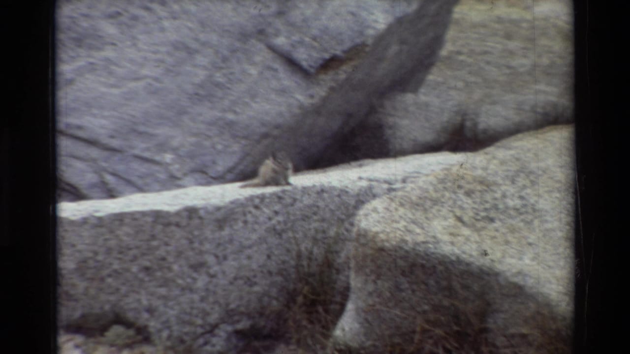 Chipmunk on a slanted rock ledge with large grey boulders behind it.