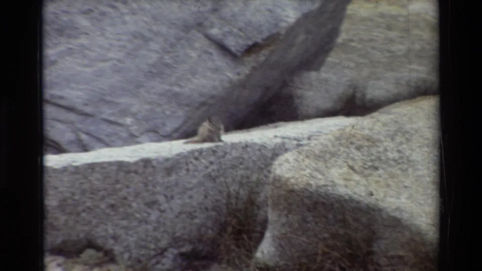 A small chipmunk appears on a sloping granite ledge in grainy 8mm footage from the supplied 1981 mountain setting.