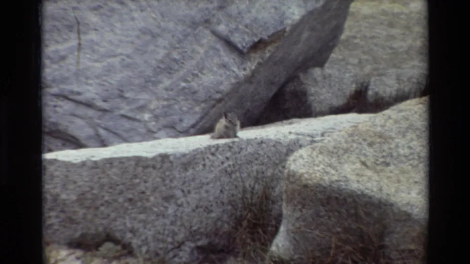 The chipmunk remains visible on a pale rock shelf, with dry grass and heavy boulders framing the close 8mm view.