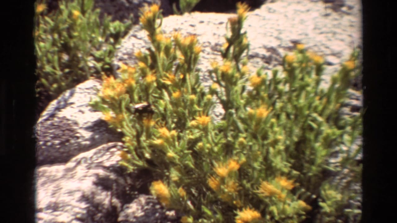 1981 8mm frame of yellow wildflowers and green stems clustered among pale gray boulders in a rocky British Columbia landscape.