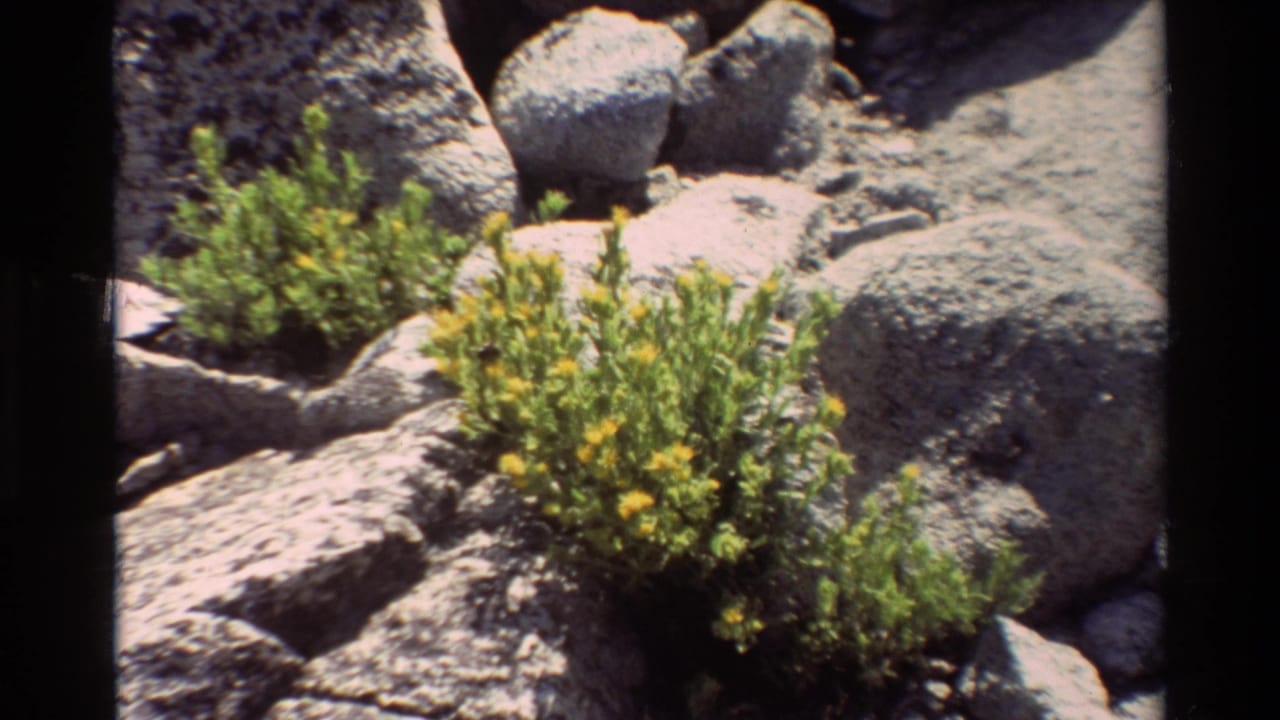 Small yellow-flowered plants appear between rugged gray rocks in bright 8mm footage listed as British Columbia, 1981.