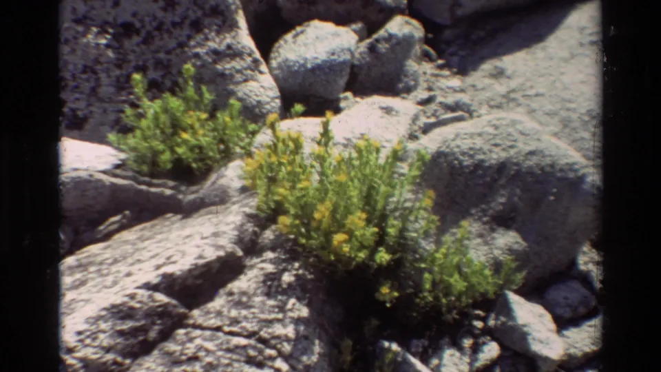 A handheld 8mm view shows low yellow wildflowers and green plants set into a bright rocky slope in the British Columbia-listed clip.