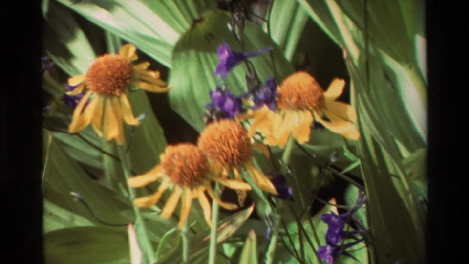 Close 1981 8mm frame of yellow daisy-like flowers, purple blossoms, and broad green leaves, likely part of the same mountain-lake wildflower sequence.