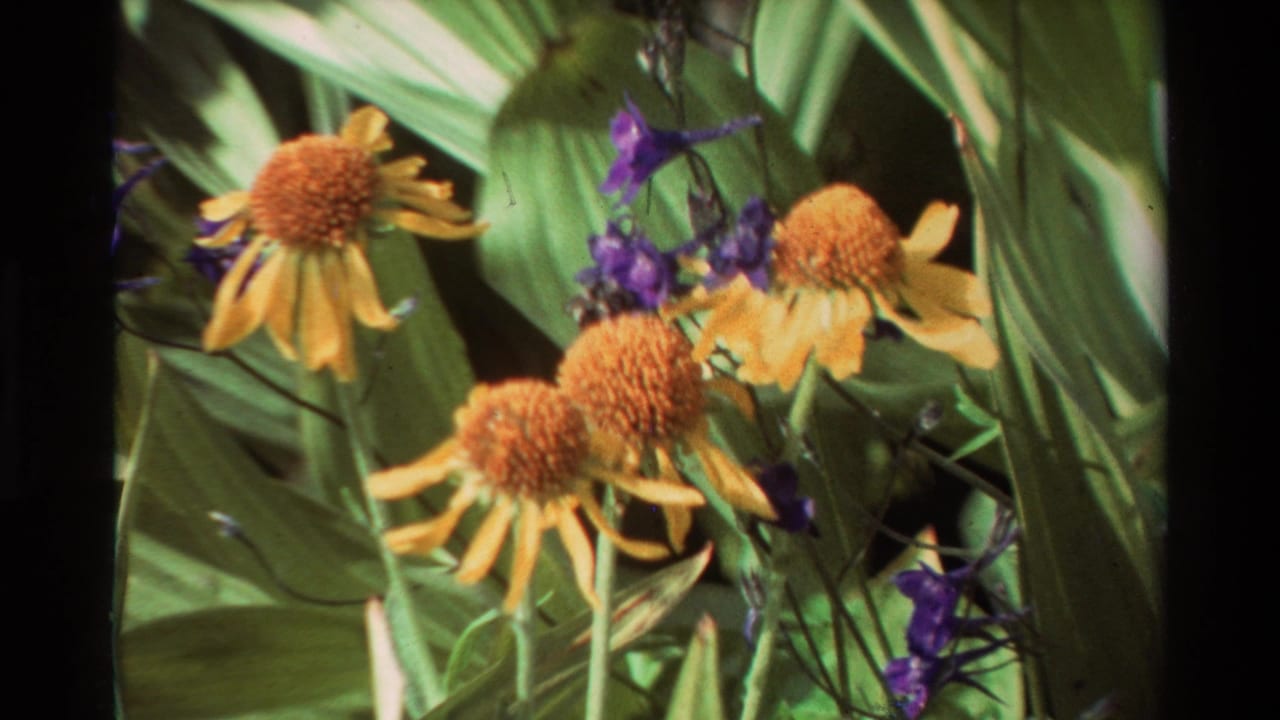 Close view of yellow garden flowers and purple blossoms in British Columbia-labeled 1981 8mm home-movie footage.