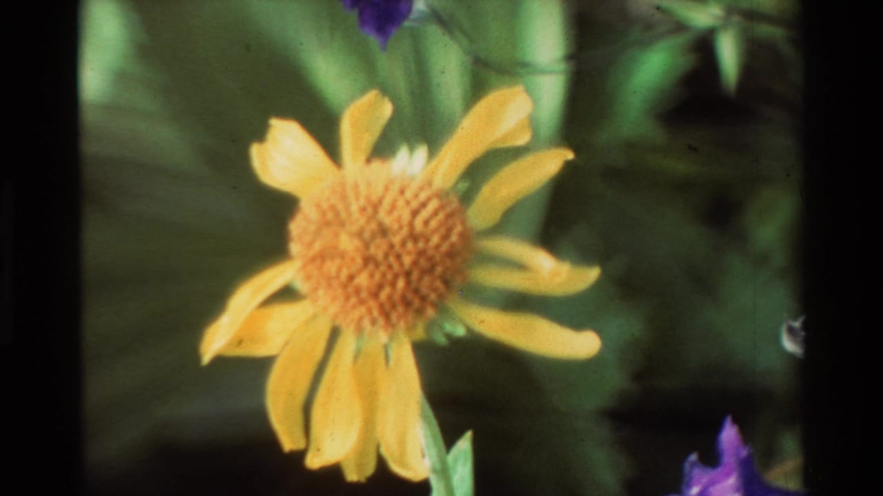Single yellow flower with green foliage and a purple blossom near the edge.