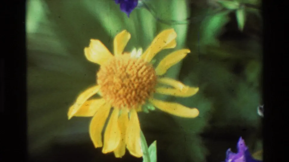 Close-up yellow flower with textured center and green leaves, recorded in soft archival 8mm color.