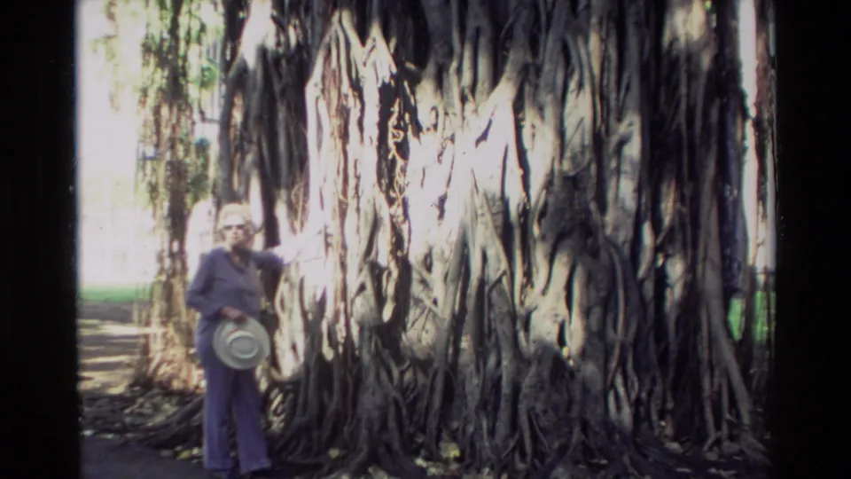 A woman in purple stands close to a large banyan tree in Hawaii, touching the root-covered trunk in a 1981 home movie frame.