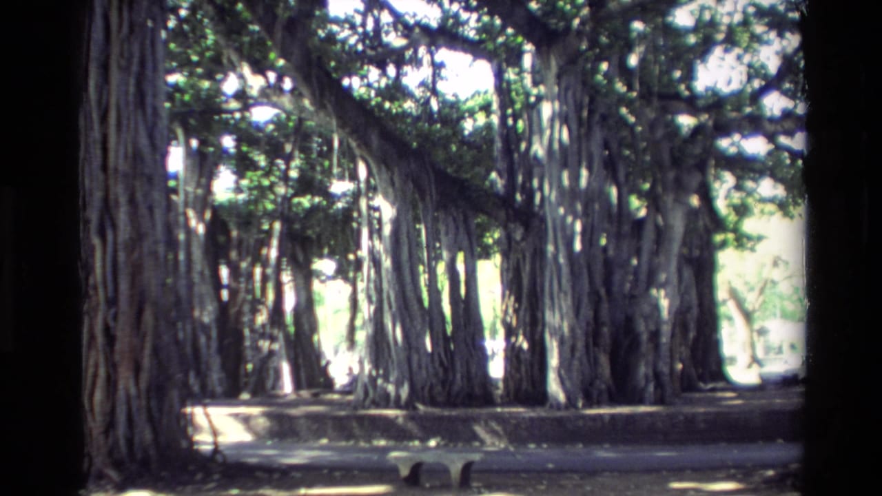 Shaded banyan-like roots and trunks forming a tunnel beside a path.