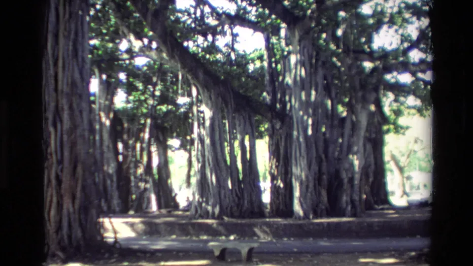 1981 Hawaii 8mm frame showing dense banyan-like aerial roots and trunks creating a shaded natural passage.