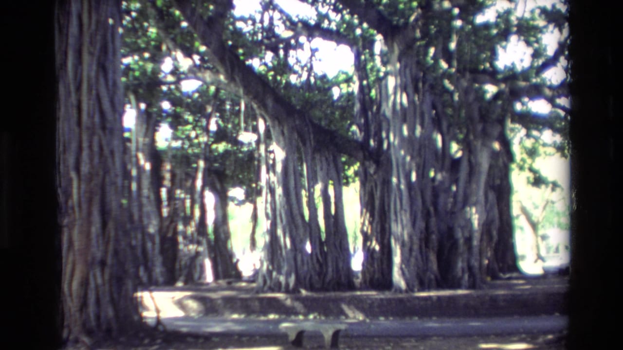 1981 Hawaii 8mm frame with banyan-like trunks, hanging roots, and dappled light under a dense green canopy.