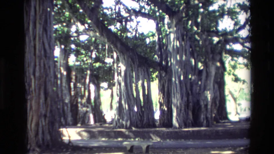 1981 Hawaii 8mm frame with banyan-like trunks, hanging roots, and dappled light under a dense green canopy.