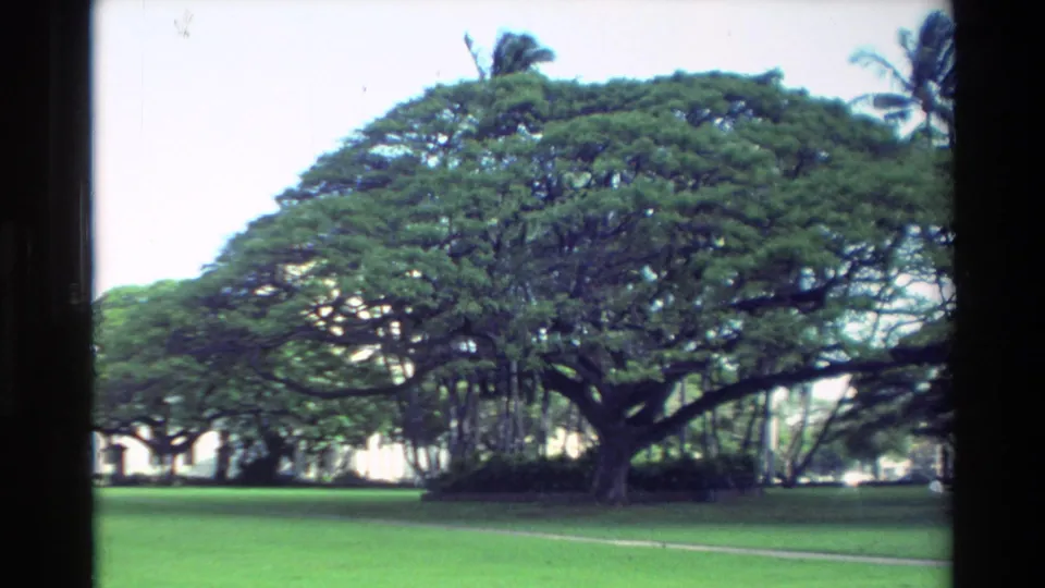 1981 Hawaii 8mm wide shot of a large spreading tree over a green lawn in a tropical park setting.