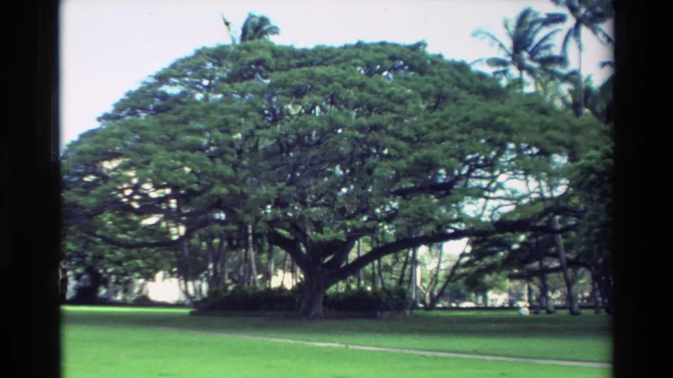 1981 Hawaii 8mm frame showing a wide tropical park view with a broad canopy tree, lawn, path, and palms.