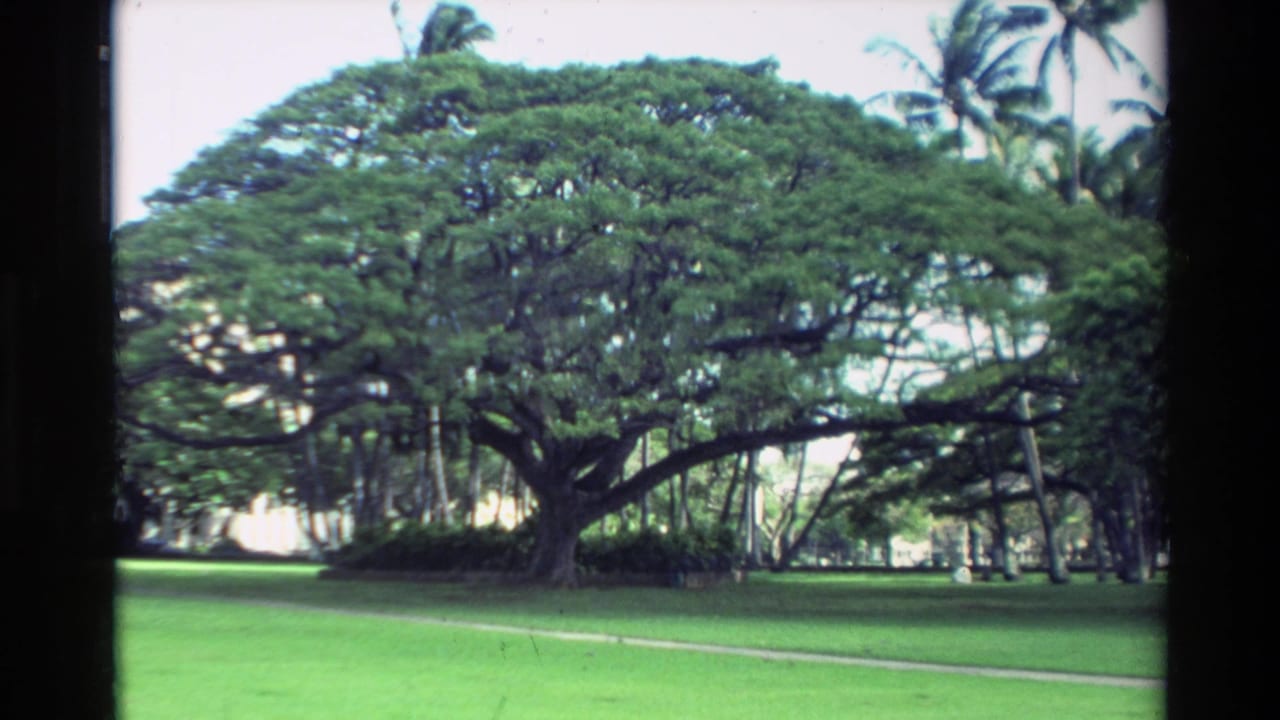 1981 Hawaii home-movie frame showing a large banyan tree in a tropical park with lawn, palms, and a path.