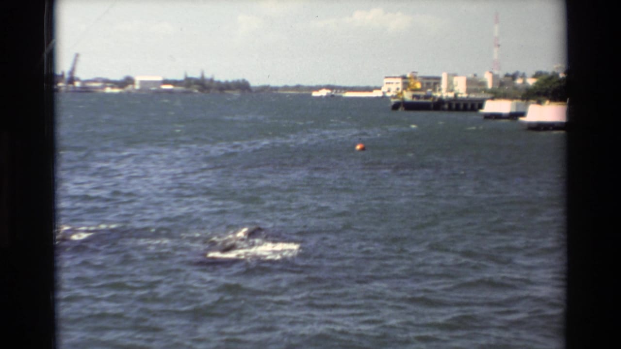 1981 Hawaii harbor view with a splash or net disturbance in the water, backed by docks, small boats, and low waterfront buildings.