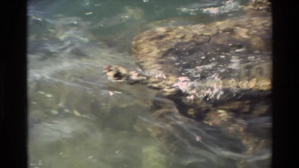 1981 Hawaii 8mm frame showing rippling water over a dark submerged form beside a rough, weathered edge.